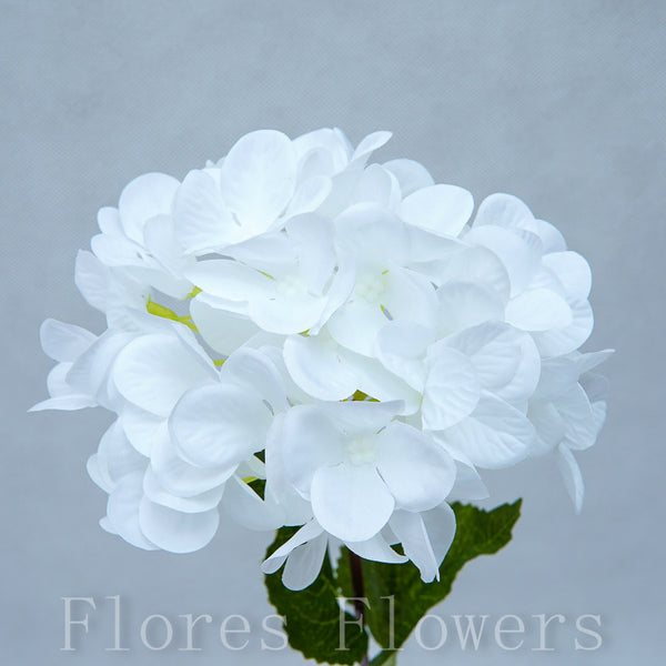 Hortenzia biela, 40cm