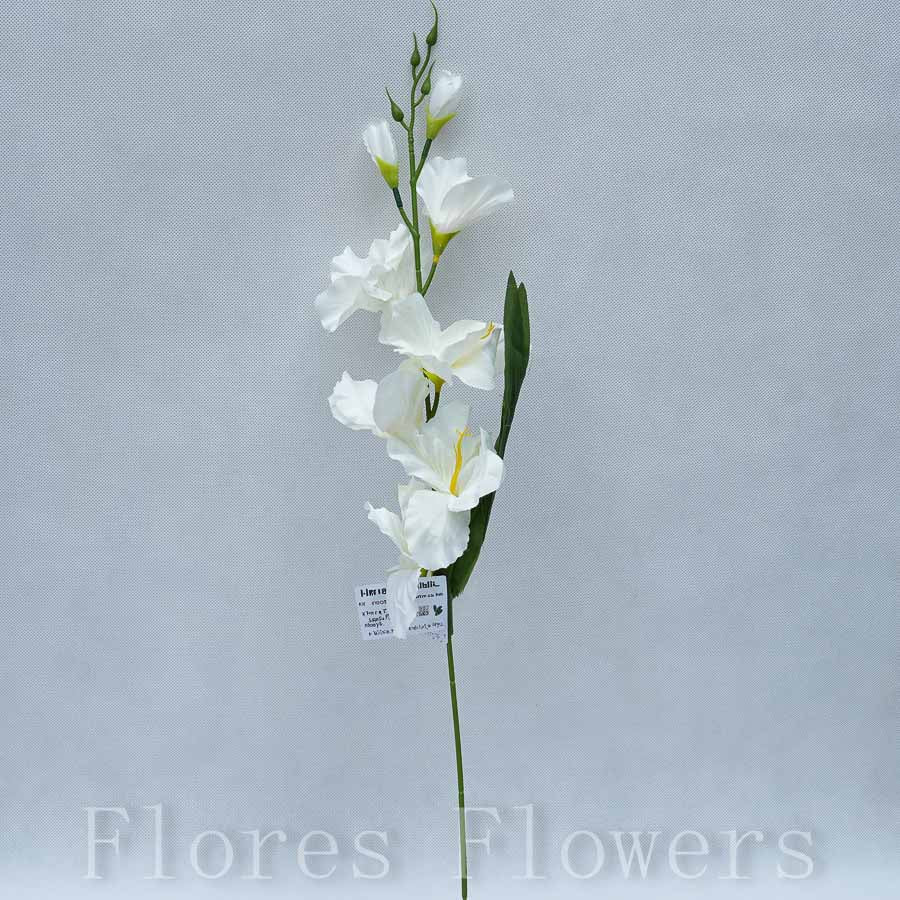 Gladiol stopkový  krémový, 50cm