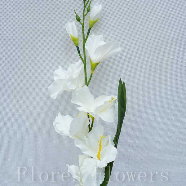 Gladiol stopkový  krémový, 50cm