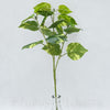 list pothos x 3, 52cm