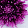 Chryzantéma hlava, fialová, 16cm