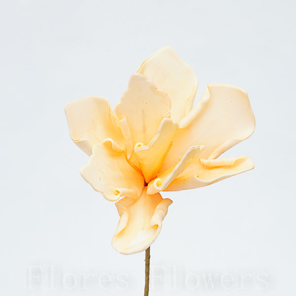 Penový kvet farba marhuľová, 50cm