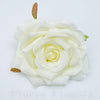 Ruža záhradná 9 cm, KREMOVA, cena za 12ks