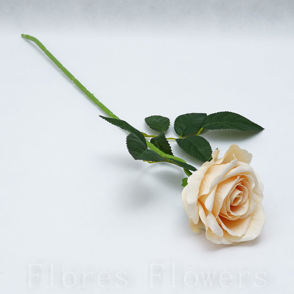 Ruža šípová 50 cm, ČAJOVÁ