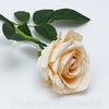Ruža šípová 50 cm, ČAJOVÁ