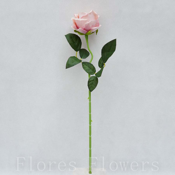 Ruža šípová 50 cm, RUŽOVÁ
