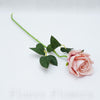 Ruža šípová 50 cm, RUŽOVÁ