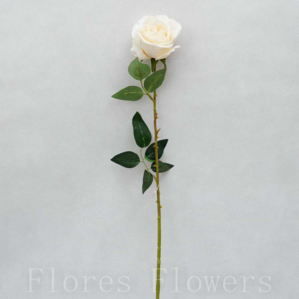 Ruža šípová 75cm, KRÉMOVÁ