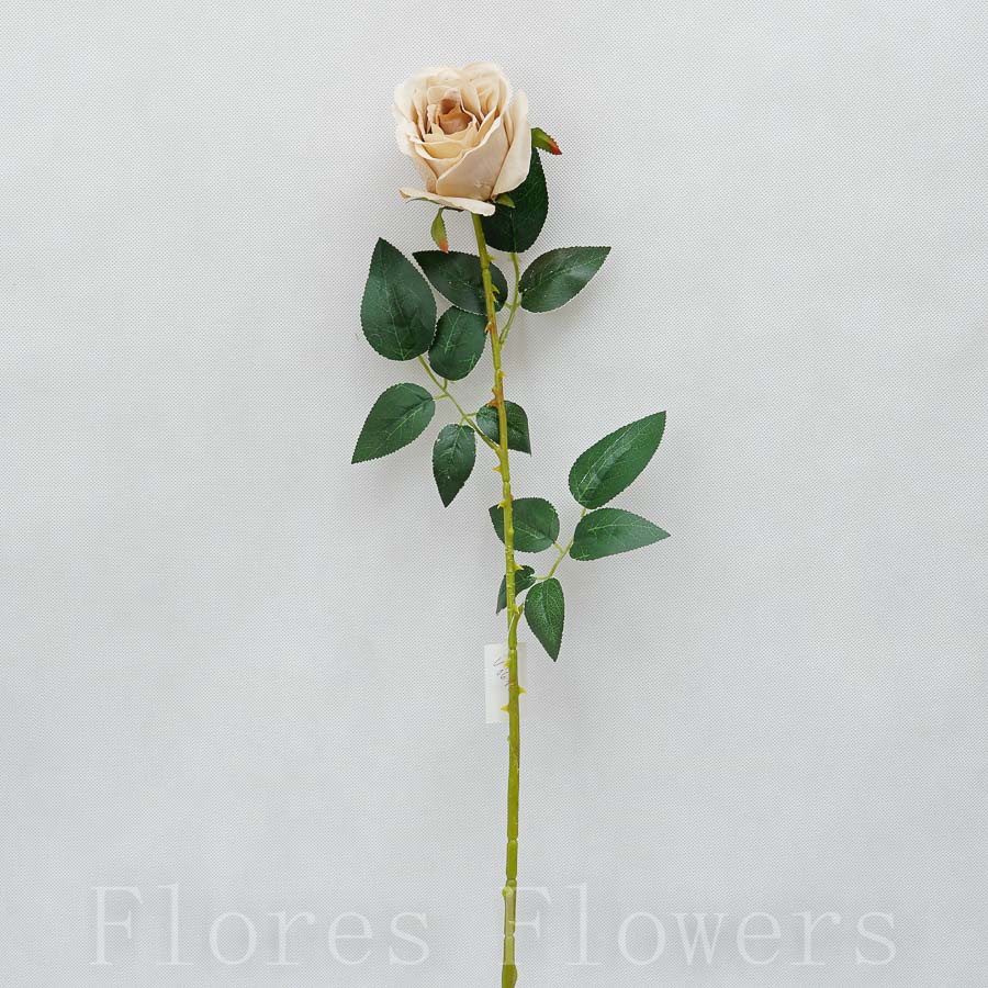 Ruža šípová 75cm, SVETLO HNEDÁ