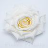 Ruža 10 cm KRÉMOVÁ, cena za 12ks